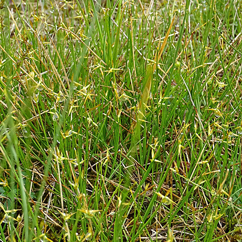 Wenigblütige Segge / Carex pauciflora