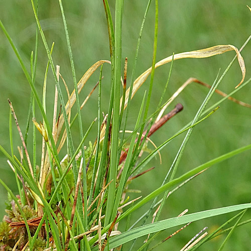 Wenigblütige Segge / Carex pauciflora