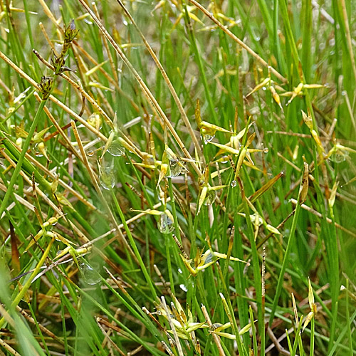 Wenigblütige Segge / Carex pauciflora