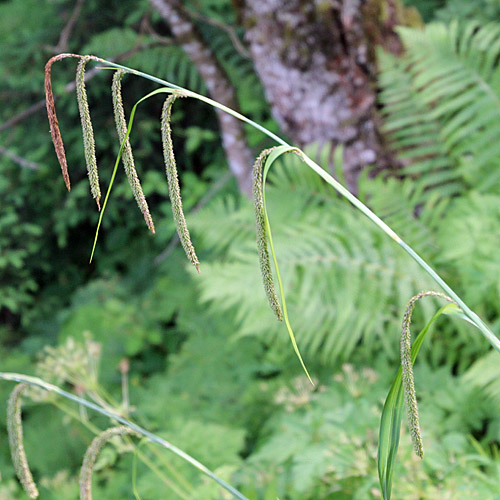 Hänge-Segge / Carex pendula