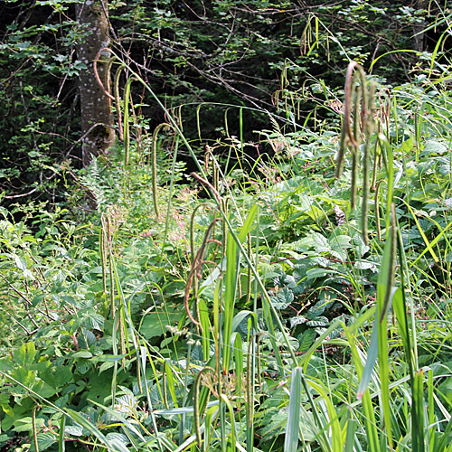 Hänge-Segge / Carex pendula