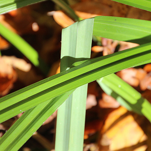 Hänge-Segge / Carex pendula