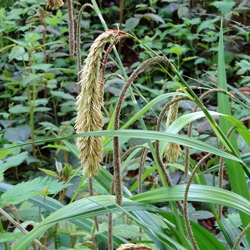 Hänge-Segge / Carex pendula