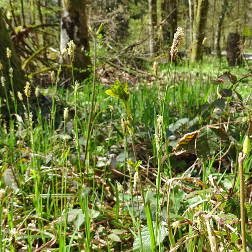 Wimper-Segge / Carex pilosa