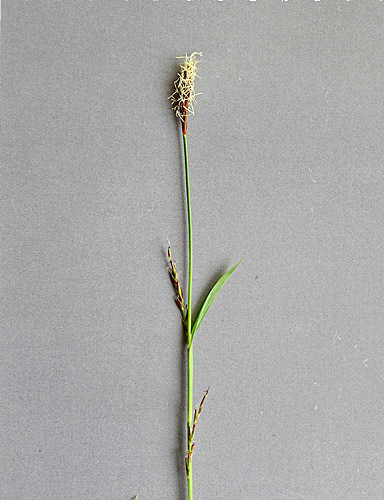 Wimper-Segge / Carex pilosa