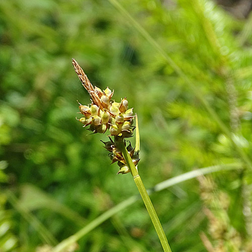 Pillen-Segge / Carex pilulifera