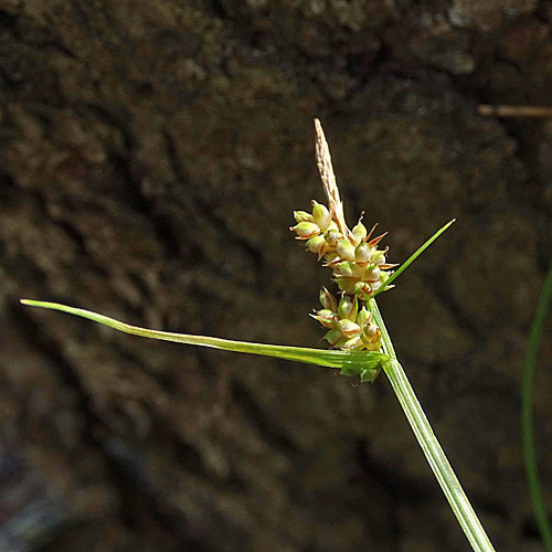 Pillen-Segge / Carex pilulifera