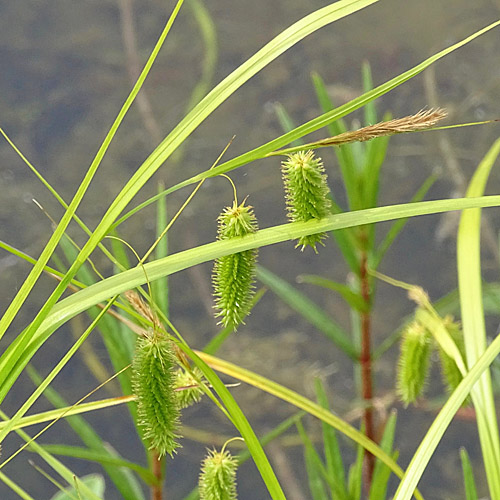 Zypergras-Segge / Carex pseudocyperus