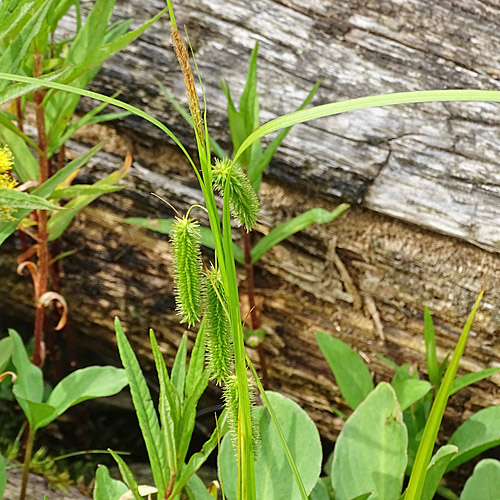 Zypergras-Segge / Carex pseudocyperus