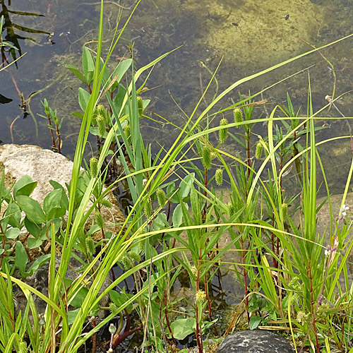 Zypergras-Segge / Carex pseudocyperus