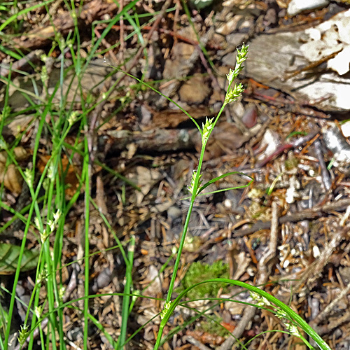 Lockerährige Segge / Carex remota