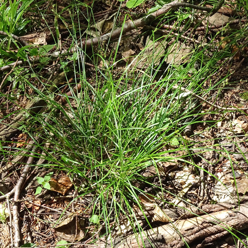 Lockerährige Segge / Carex remota