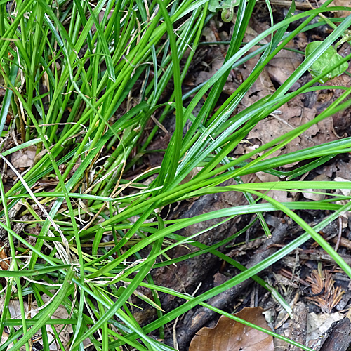 Lockerährige Segge / Carex remota