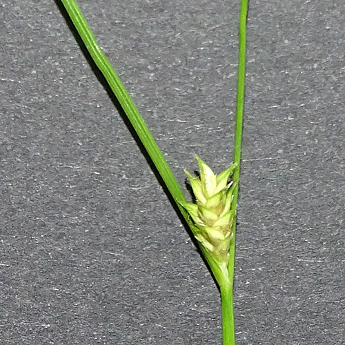 Lockerährige Segge / Carex remota