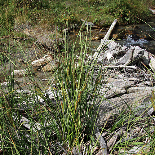 Schnabel-Segge / Carex rostrata