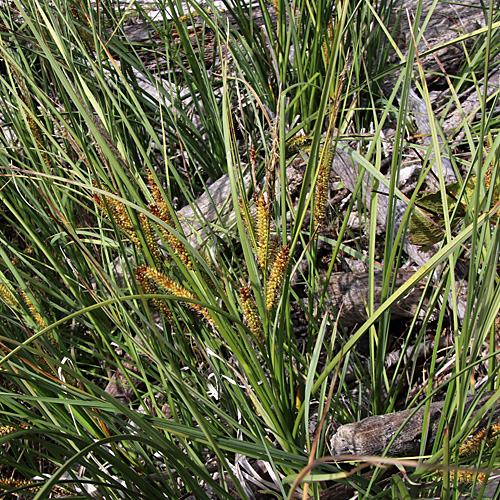 Schnabel-Segge / Carex rostrata