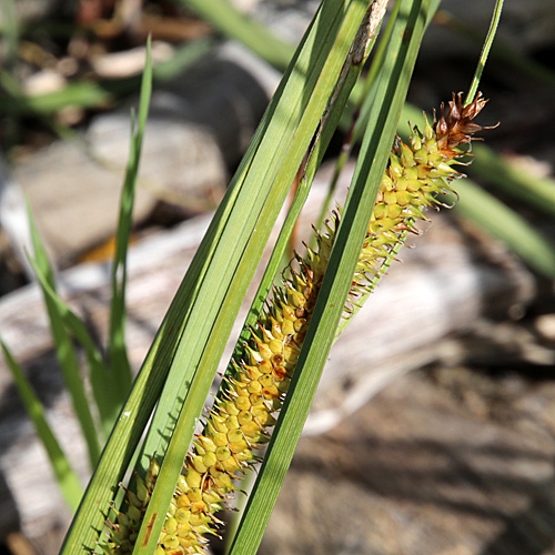 Schnabel-Segge / Carex rostrata