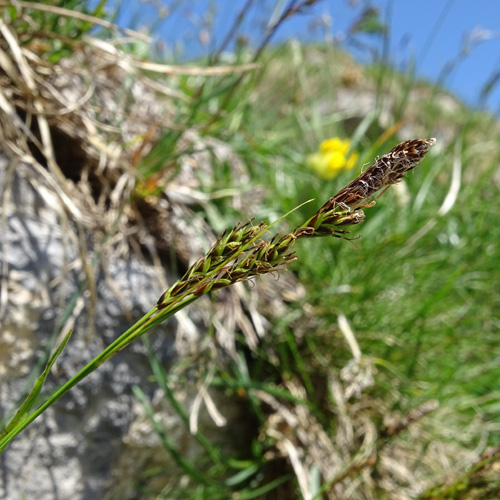 Immergrüne Segge / Carex sempervirens