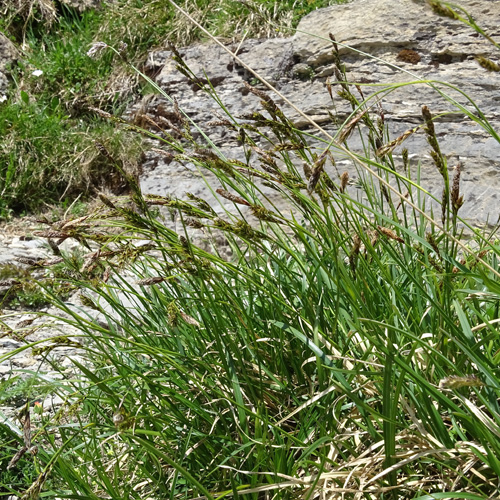 Immergrüne Segge / Carex sempervirens