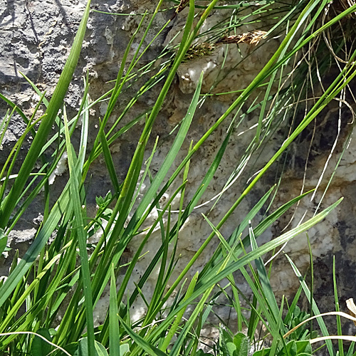 Immergrüne Segge / Carex sempervirens