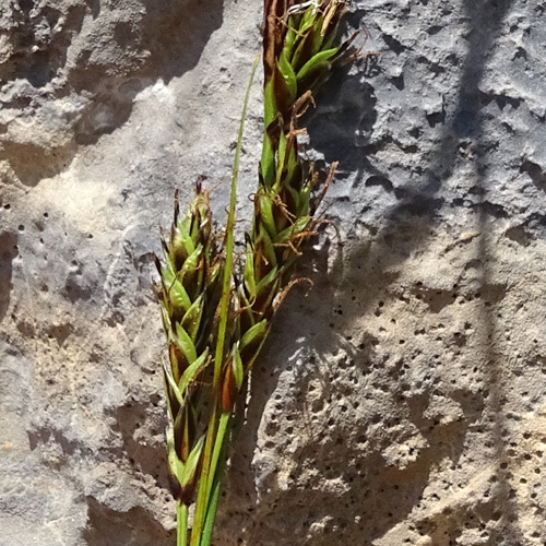 Immergrüne Segge / Carex sempervirens