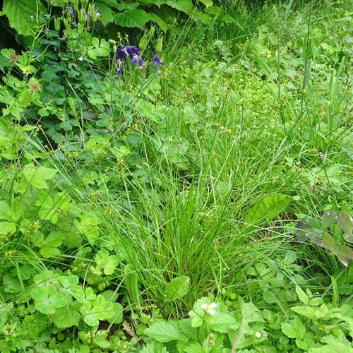 Dichtährige Stachel-Segge / Carex spicata