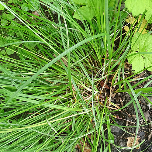 Dichtährige Stachel-Segge / Carex spicata