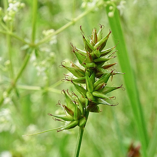 Dichtährige Stachel-Segge / Carex spicata