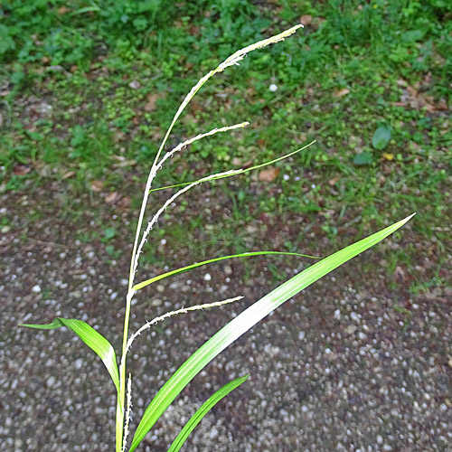 Dünnährige Segge / Carex strigosa