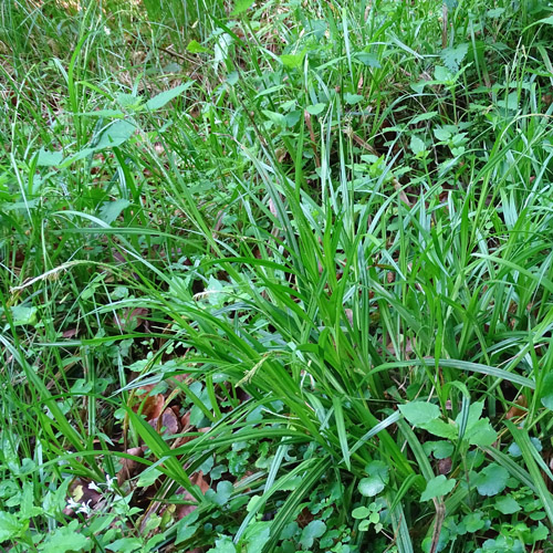 Dünnährige Segge / Carex strigosa