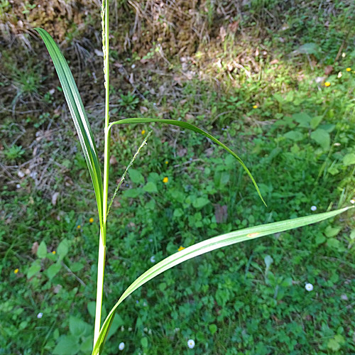 Dünnährige Segge / Carex strigosa