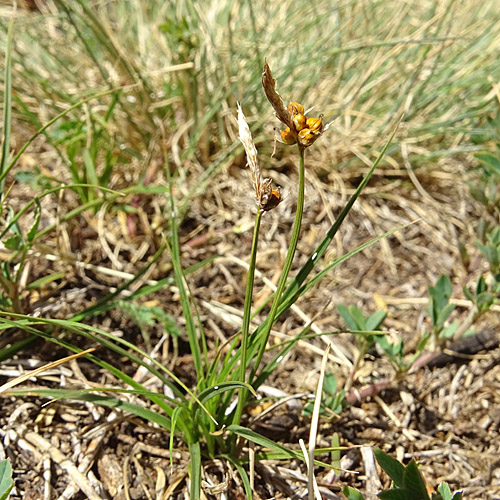 Steppenrasen-Segge / Carex supina