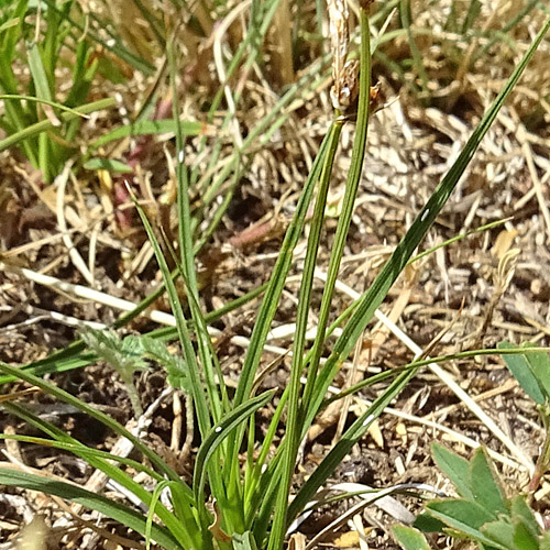 Steppenrasen-Segge / Carex supina