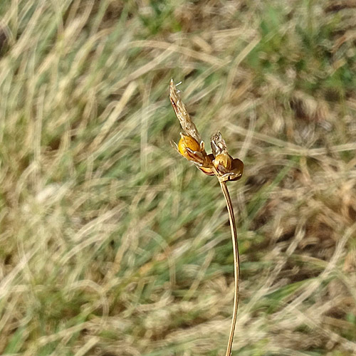 Steppenrasen-Segge / Carex supina