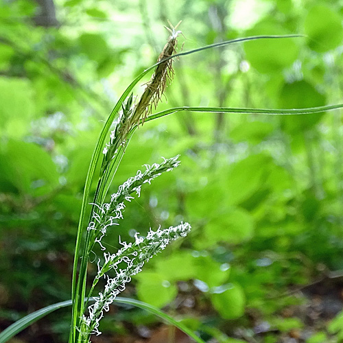 Wald-Segge / Carex sylvatica