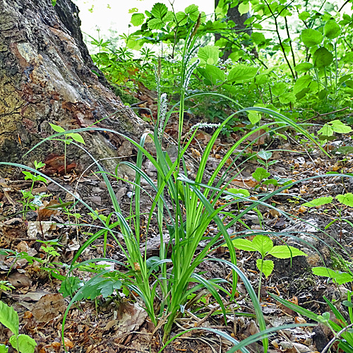 Wald-Segge / Carex sylvatica