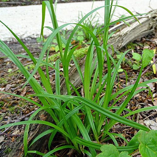 Wald-Segge / Carex sylvatica