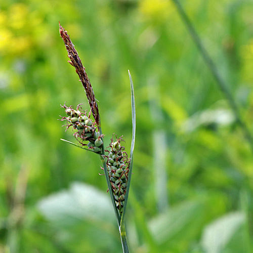 Filz-Segge / Carex tomentosa