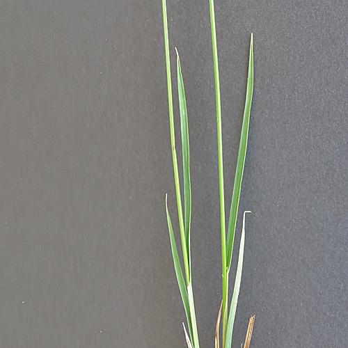 Filz-Segge / Carex tomentosa
