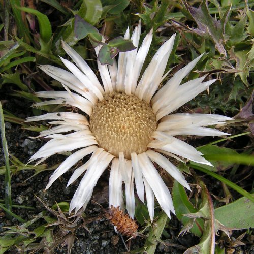 Silberdistel / Carlina acaulis subsp. caulescens