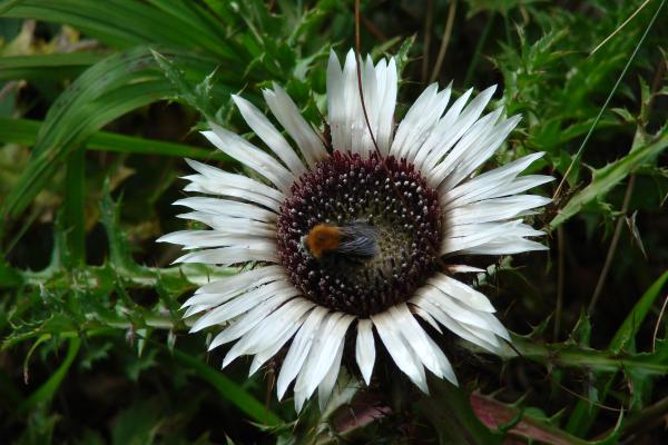 Silberdistel / Carlina acaulis subsp. caulescens