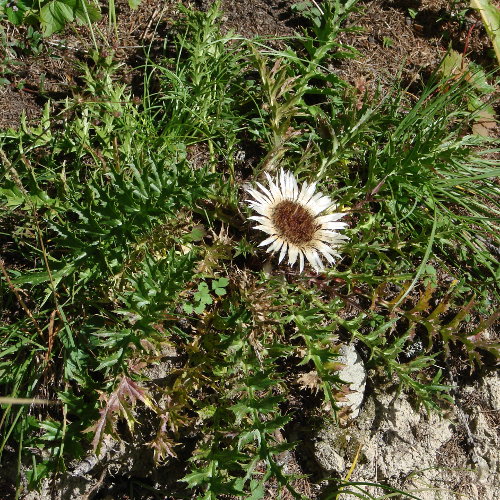 Silberdistel / Carlina acaulis subsp. caulescens