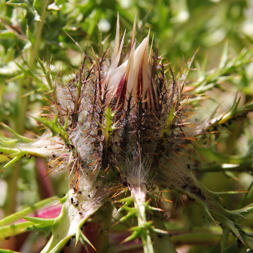 Silberdistel / Carlina acaulis subsp. caulescens