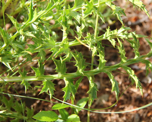 Silberdistel / Carlina acaulis subsp. caulescens