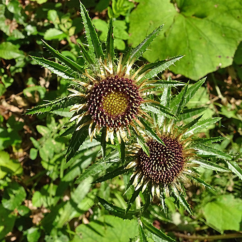 Langblättrige Golddistel / Carlina biebersteinii