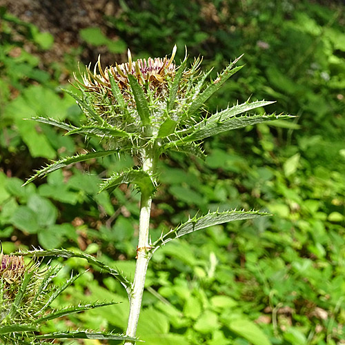 Langblättrige Golddistel / Carlina biebersteinii