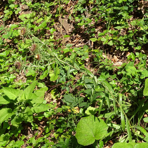 Langblättrige Golddistel / Carlina biebersteinii