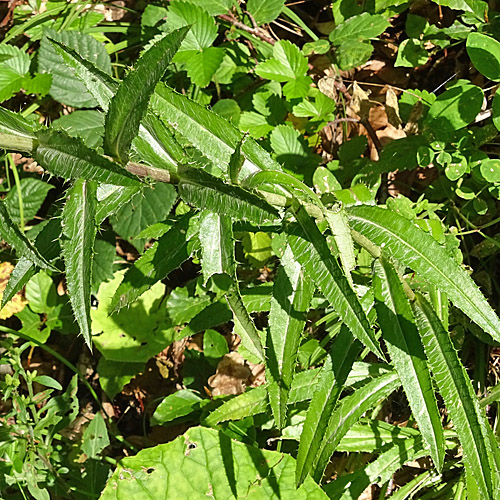 Langblättrige Golddistel / Carlina biebersteinii