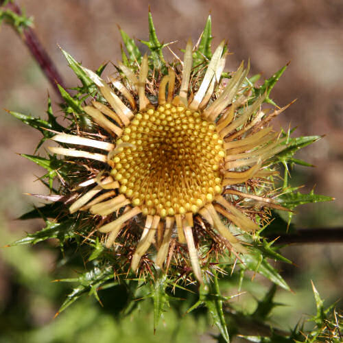 Gewöhnliche Golddistel / Carlina vulgaris