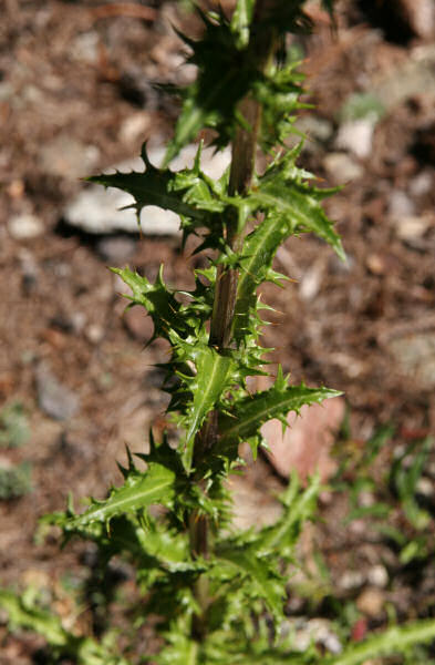 Gewöhnliche Golddistel / Carlina vulgaris